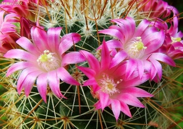 Mammillaria _magnifica _16